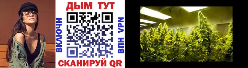 Канабис конопля  Алзамай 